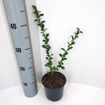 Chaenomeles superba Salmon Horizon | Sierkwee | € 3,00, Ophalen, Struik