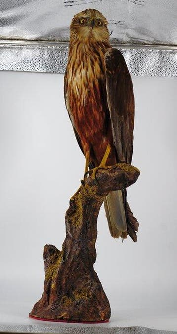 Moerasvalk Taxidermie volledige montage - Circus aeruginosus, Nieuw