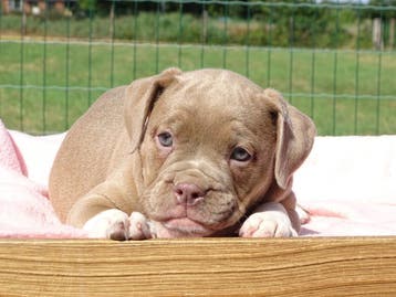 Old English Bulldog pups! Hartelijk welkom. Mogen mee, Parvo, Nederland, 8 tot 15 weken, Bulldog