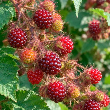 Japanse wijnbes (Wineberry) Raskleur, Verzenden