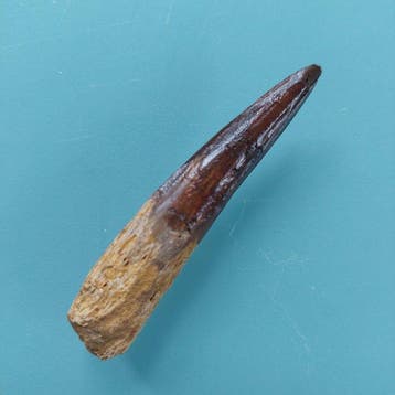 Spinosaurus - Fossiele tand - 62 mm - 12 mm (Zonder