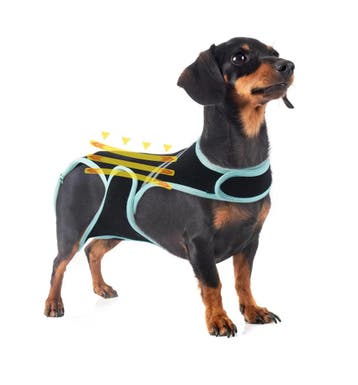 Rugsteun voor Honden, Ondersteuning bij Herstel en Revali..., Verzenden, Nieuw