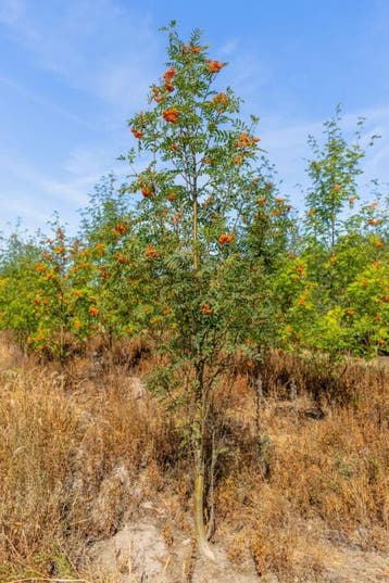 Sorbus aucuparia meerstammig 400-450