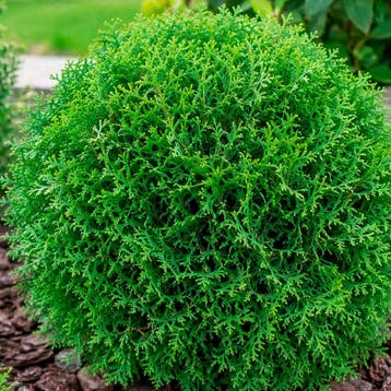 Thuja occidentalis Tiny Tim container (P15) Coniferen, Verzenden, Conifeer, Struik