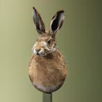 Haas Taxidermie Opgezette Dieren By Max, Verzamelen, Ophalen of Verzenden, Nieuw, Wild dier, Opgezet dier