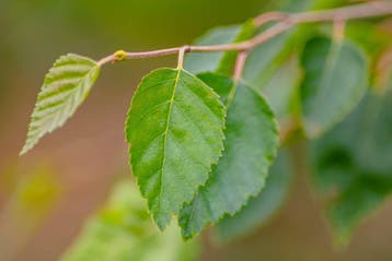 Betula utilis Doorenbos beveerd