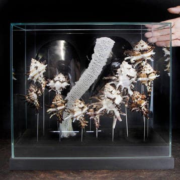 Mariene collectie onder glazen koepel - Taxidermie volledige, Antiek en Kunst