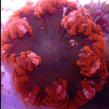Epicystis Crucifer (Rood), Dieren en Toebehoren, Ophalen of Verzenden, Nieuw