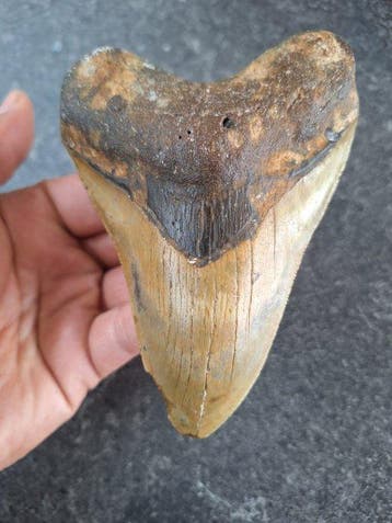 Megalodon - Fossiele tand - 12 cm - 8.6 cm