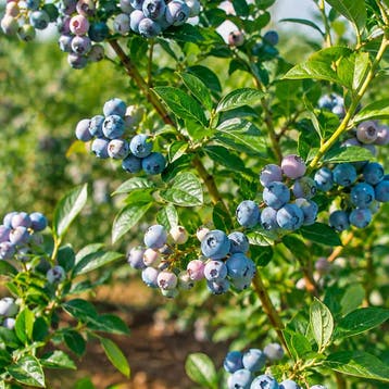 Struikblauwe bes `Blue Dessert` container (P13) lichtroze, Verzenden
