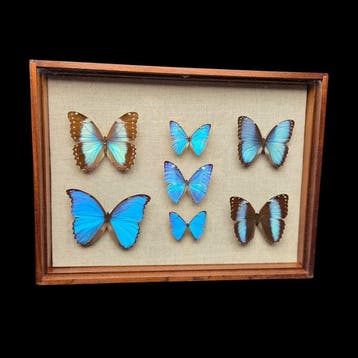 Fabulous Morpho butterflies incide large wood box (52x39 cm), Nieuw
