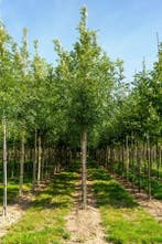 Fraxinus excelsior hoogstam 20/25, Tuin en Terras