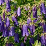 Campanula Kent Belle - Wortelgoed - 5 stuks, Tuin en Terras, Planten | Tuinplanten, Verzenden