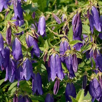 Campanula Kent Belle - Wortelgoed - 5 stuks, Tuin en Terras, Verzenden
