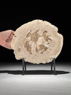 Indrukwekkende plak versteend hout op een op maat gemaakte