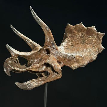 GEEN MINIMUMPRIJS - Replica van een dinosaurus-schedel -, Antiek en Kunst