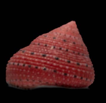 uiterst zeldzaam ! - Erdbeerschnecke  Skelet - Clanculus