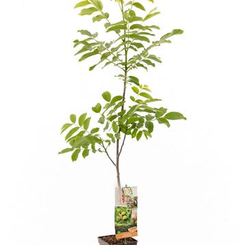 Walnoot Zaailing container (P18) Geel, Groen, Verzenden