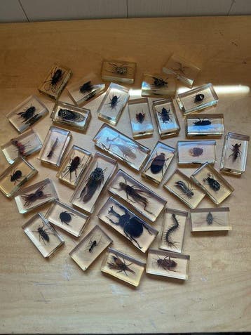 Themacollectie - Verzameling van insecten en arachniden in, Antiek en Kunst