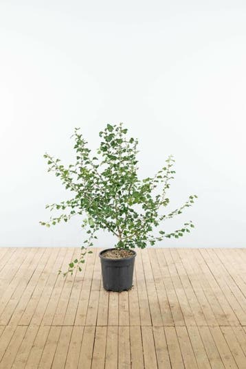 Crataegus x media Pauls Scarlet struik 125-150