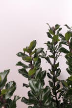 Blauwe Hulst Blue Prince/Ilex mes. Blue Prince 50t/m175cm, Ophalen of Verzenden, Overige soorten, Haag, 100 tot 250 cm