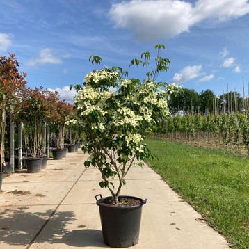 Kornoelje | Cornus kousa Chinensis, Tuin en Terras