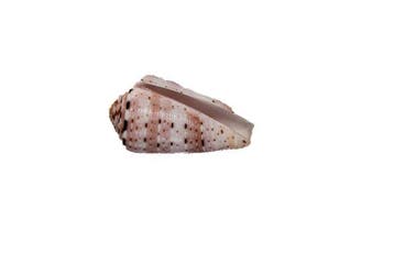 Kleurrijk verzamelobject: Conus aurisiacus (45 mm) –