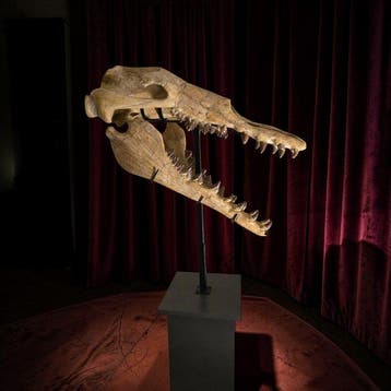Basilosaurus - Fossiele schedel - Pezzo Unico - 158 cm - 80