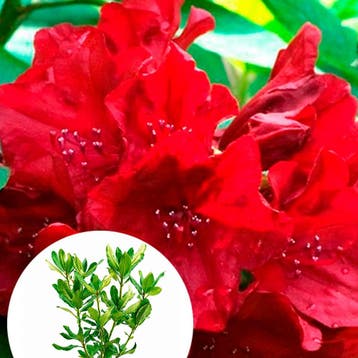 Rhododendron catawbiense Nova Zembla container (P19) Rood, Verzenden, Overige soorten