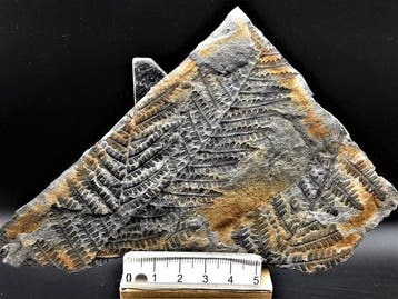 Varen - Gefossiliseerde plant - Lobatopteris miltoni (Artis