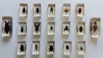 Themacollectie - Insectenverzameling in hars - RBA