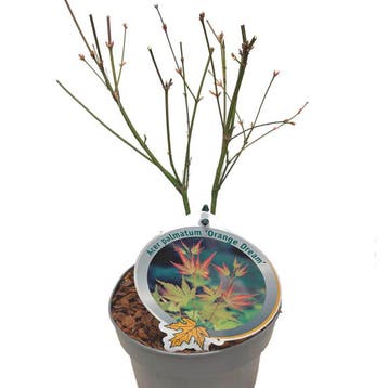 Japanse esdoorn ‘Orange Dream’ container (P19) Sierplant, Tuin en Terras, Verzenden, Overige soorten, Struik