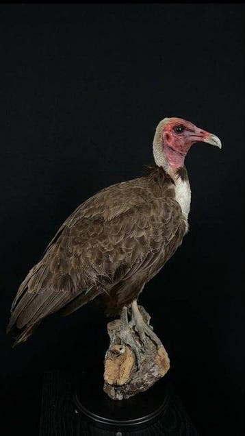 Gier Taxidermie volledige montage - Necrosyrtes monachus -, Verzamelen, Nieuw