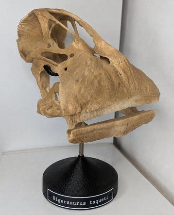 Fossiele schedel - Nigersaurus taqueti - dinosaur with the