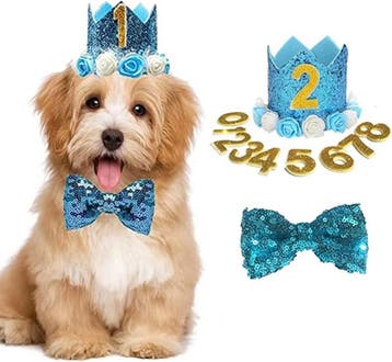 Honden cadeau Dog Party blauw, Ophalen of Verzenden, Nieuw, Hondenspeelgoed