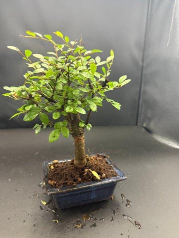 Japanese iep bonsai (Zelkova) - Hoogte (boom): 20 cm -