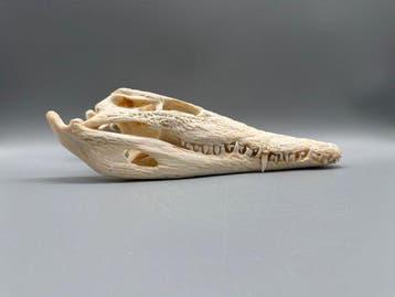 Nijlkrokodil Schedel - Crocodylus niloticus - 8 cm - 13 cm -, Nieuw