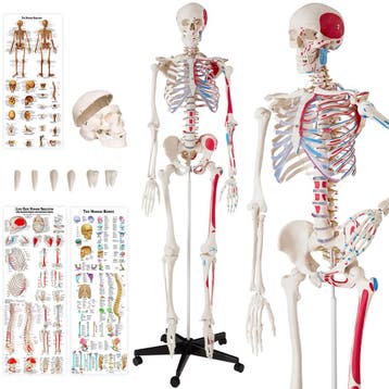 Menselijke anatomie skelet met spier- en bot markering - wit, Verzenden, Nieuw