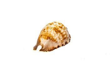 opvallend patroon $$$ GEM $$$ In topconditie $$$ Taxidermie, Nieuw