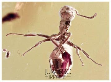 Prachtige Dolichoderus Ant Sculpturatus fossiele insluiting,