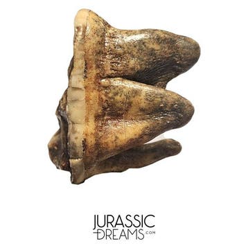 Gem Grade Reusachtige grotbeer uit de IJstijd (Ursus