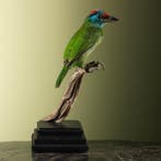 Blauwkeelbaardvogel Taxidermie Opgezette Dieren By Max, Verzamelen, Dierenverzamelingen, Ophalen of Verzenden, Nieuw, Vogel, Opgezet dier