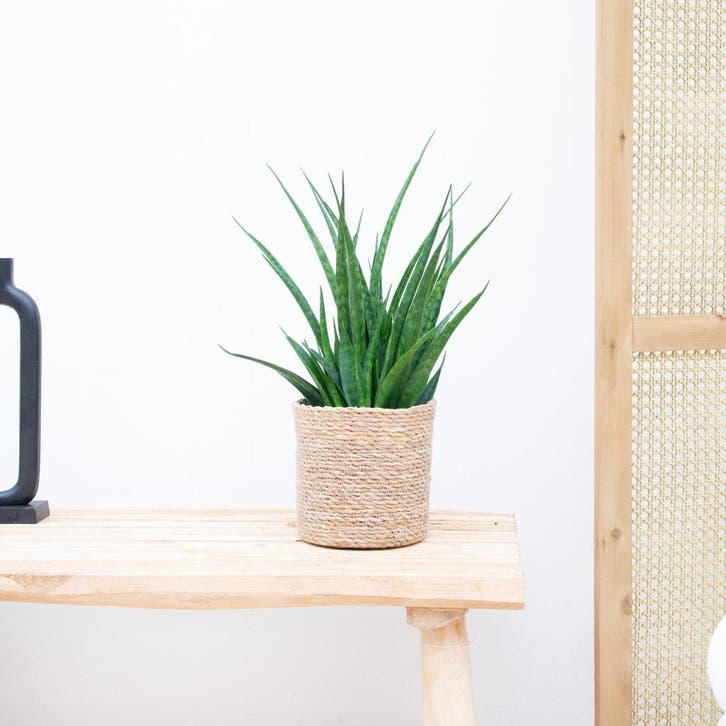 Green Bubble - Sansevieria Kirkii - 35cm - Ø12 cm, Huis en Inrichting, Kamerplanten, Ophalen of Verzenden