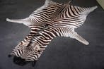 Plains Zebra Skin with Head Gewei - Equus quagga - 330 cm -, Nieuw