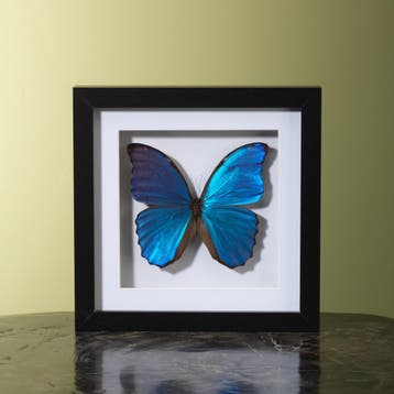Morpho in Lijst Taxidermie Opgezette Dieren By Max, Verzamelen, Dierenverzamelingen, Ophalen of Verzenden, Nieuw, Insect, Opgezet dier