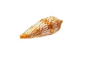 zeldzame verzamel-slak  GEM  RARE Taxidermie volledige