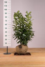 A-kwaliteit haagplanten diverse soorten 60 t/m 200cm, Tuin en Terras, Ophalen of Verzenden, Overige soorten, Haag, 100 tot 250 cm