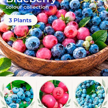 Bosbessen Kleurcollectie – 3 Planten, Verzenden