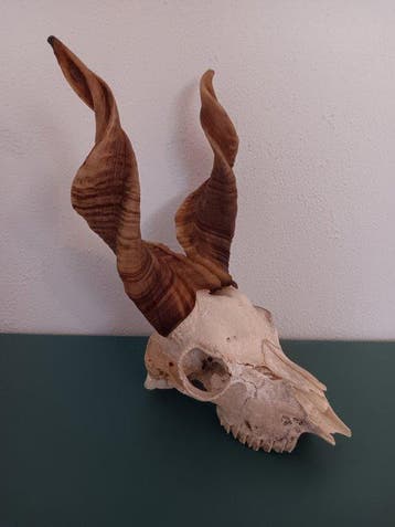 Girgantana geit Schedel - Capra hircus girgentana - 29.5 cm