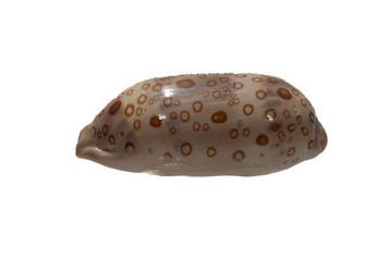 Lyncina argus ventricosa f. raioocellata - Ultra zeldzame, Nieuw